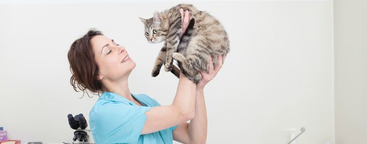 drivende modul udskille Katteforsikring sygeforsikring – tegn en forsikring til din kat